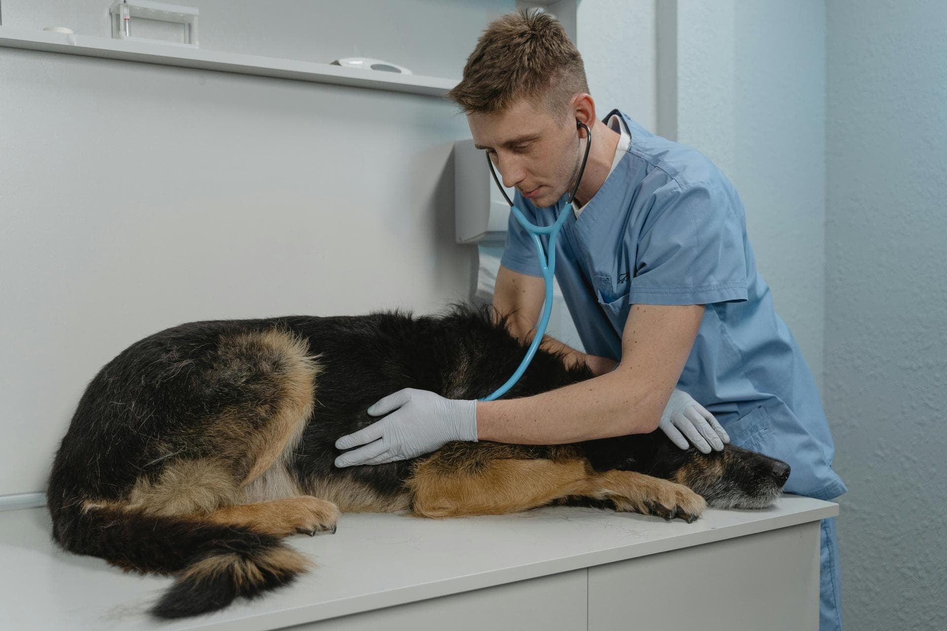 Best Vets in Dothan